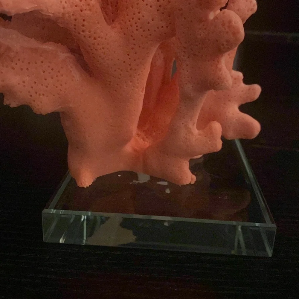 Coral decor for shelves or accent in any room